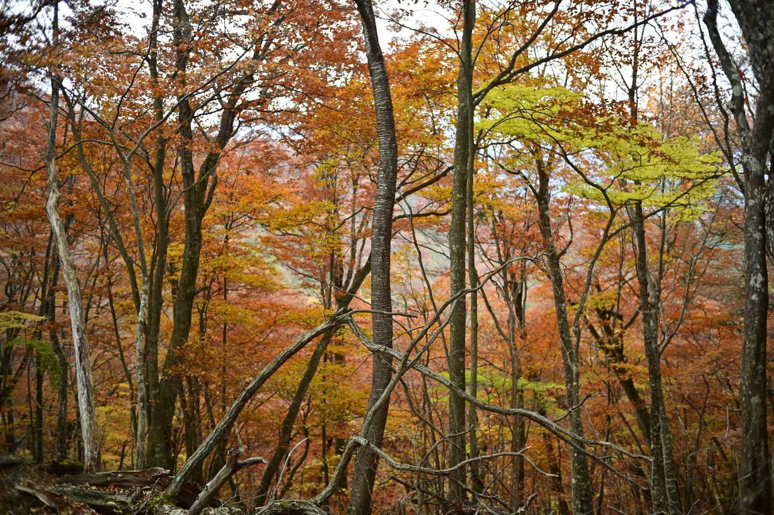深山橋バス停-ヌカザス山-入小沢ノ峰-三頭山-三頭山-三頭 縦走コースの写真