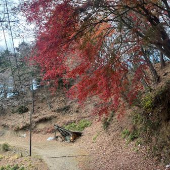 ここも見事な紅葉