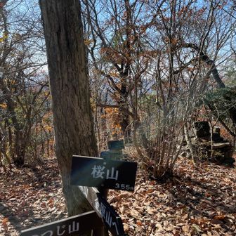 桜山
桜があるのかな🌸
397