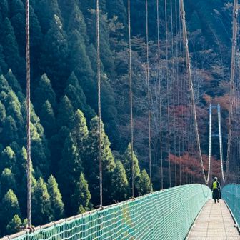 大吊り橋。私はちょっと歩いただけで引き返す。
だって揺れてるもん💦