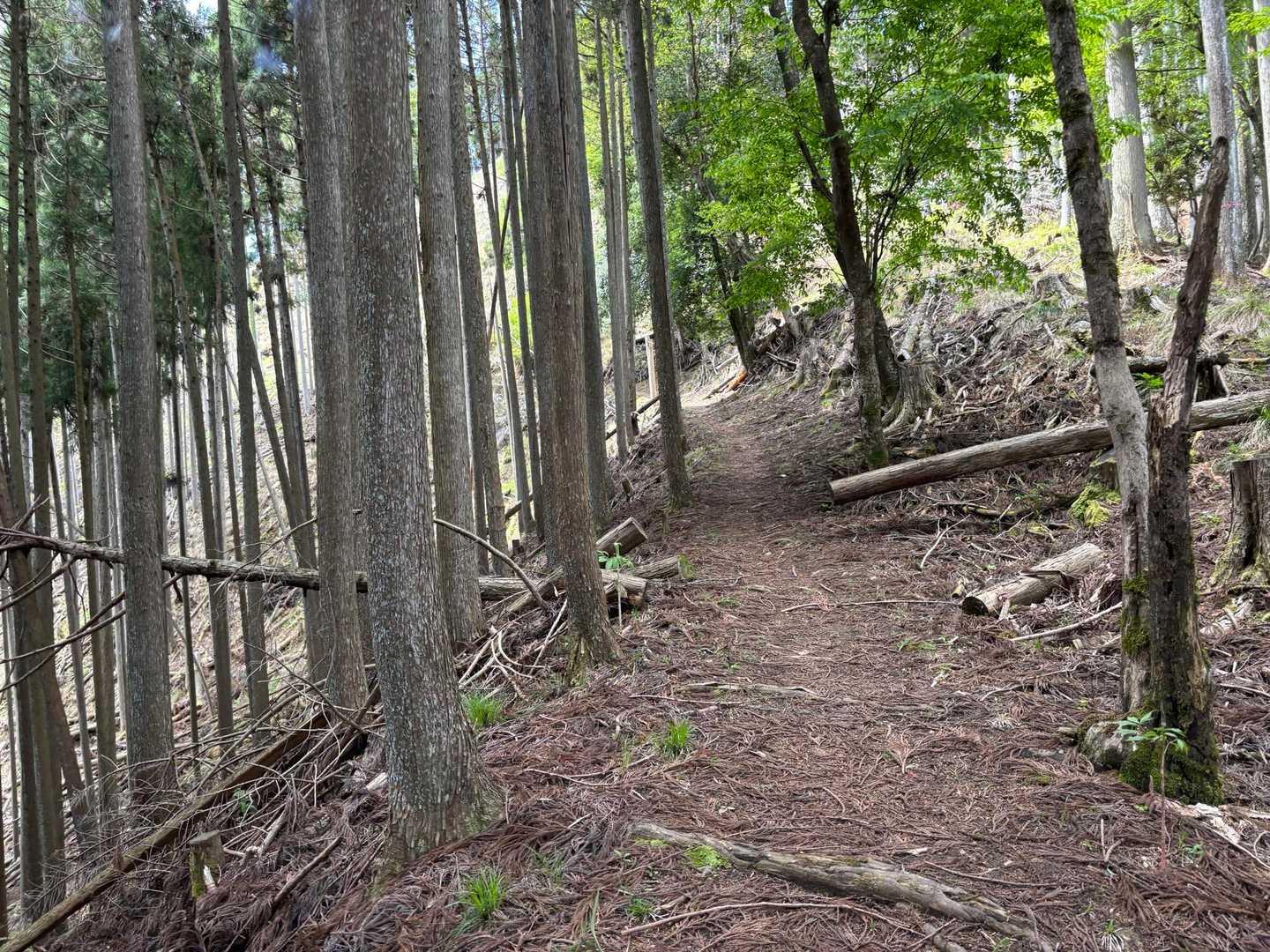 道は明瞭。