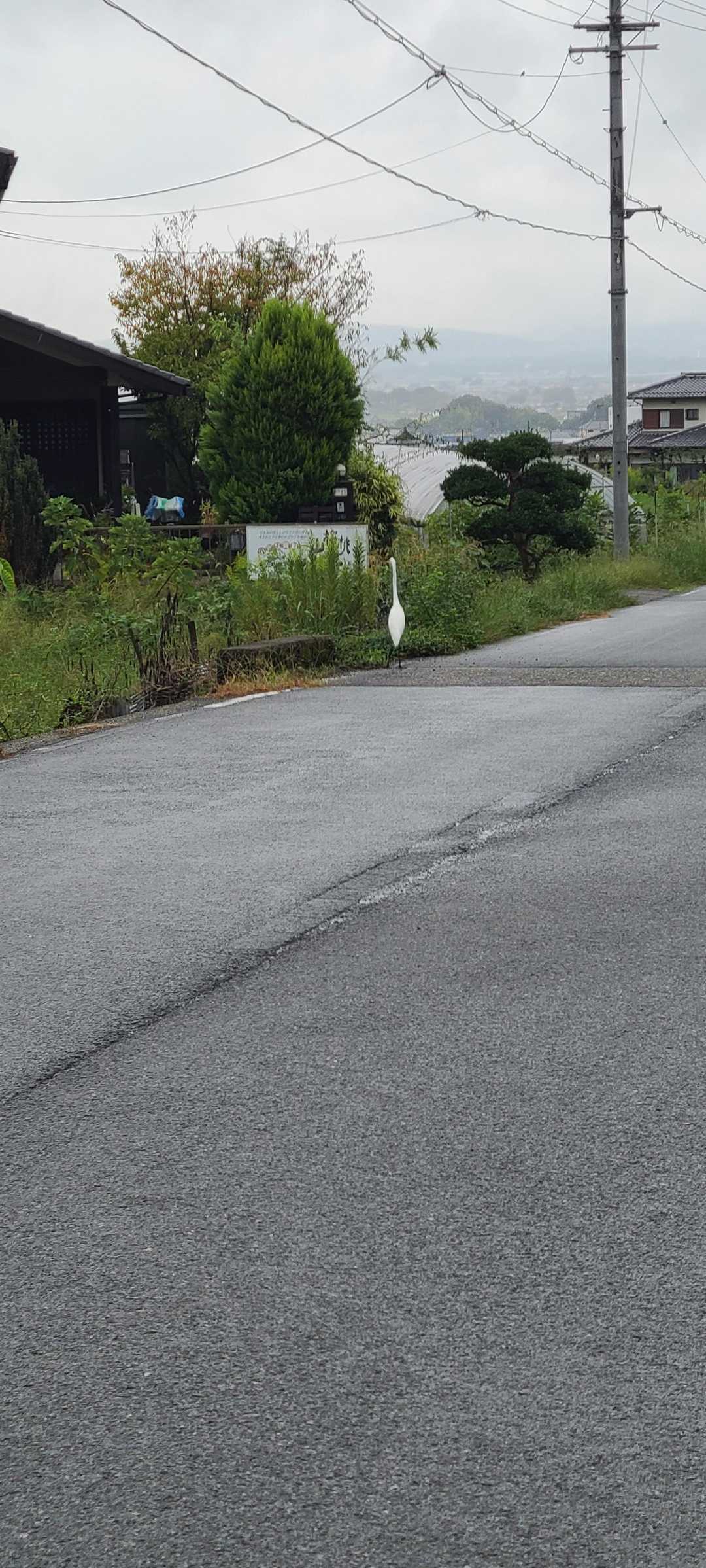白鷺がおりました。