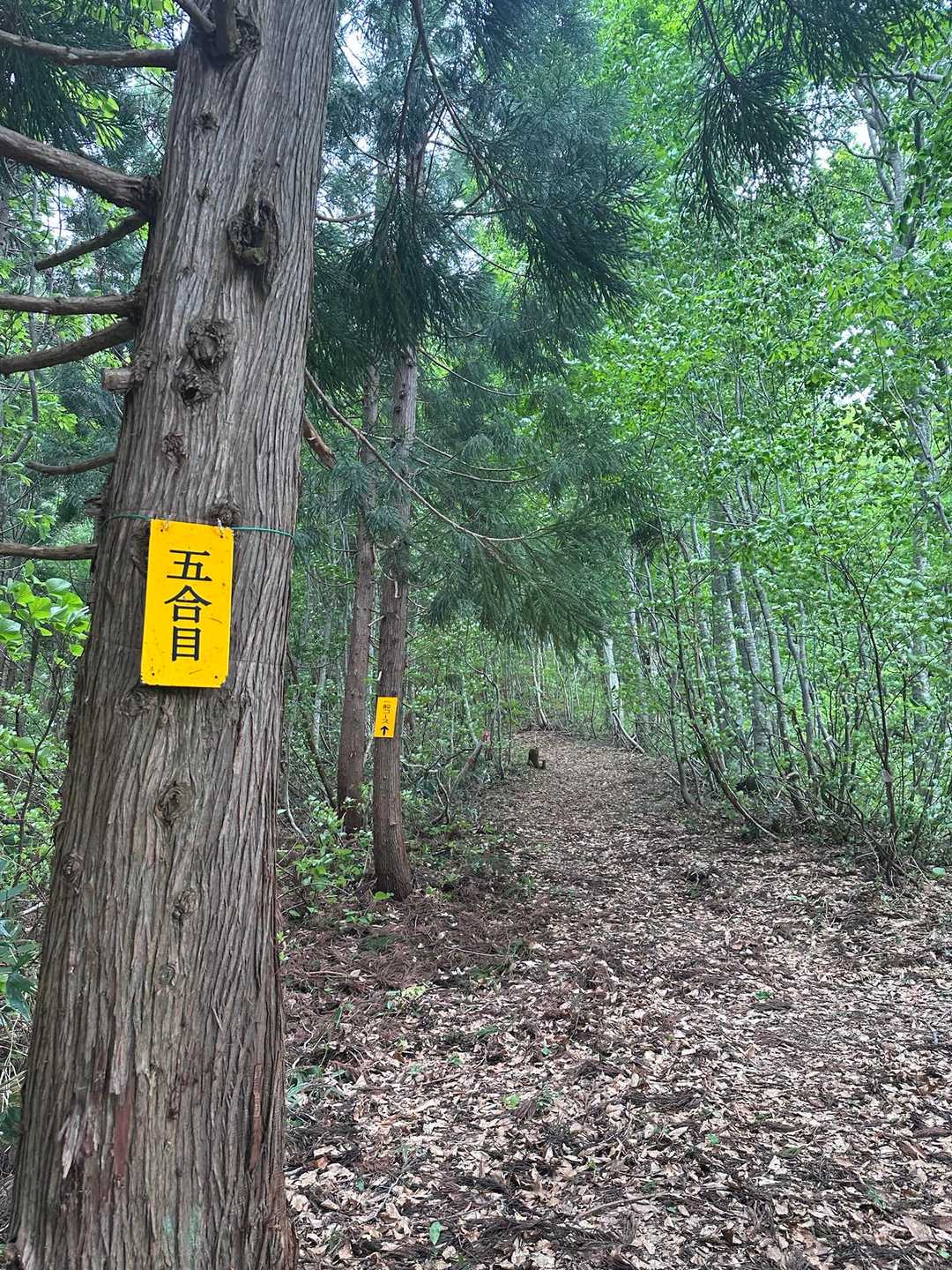 快適な登山道