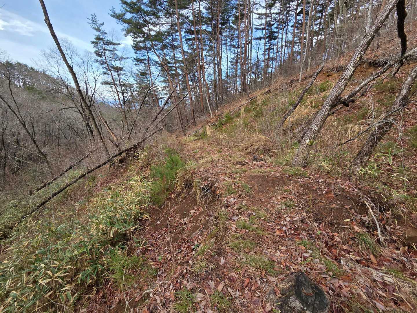こんな登山道😊