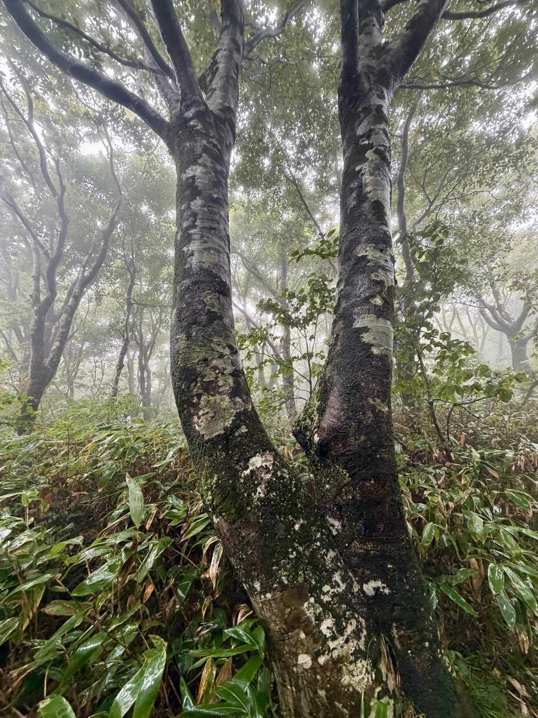 この辺から、ブナ林、苔むす森🌳
熊🐻くん、出てこないでね🙏
