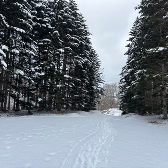 こういう冬の森をみるとキューブリックの「シャイニング」をおもいだしちゃうよね