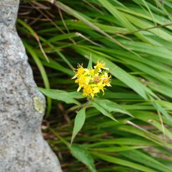 登りに見つけた花。下山でも見られた。何かの縁で撮影しておこう