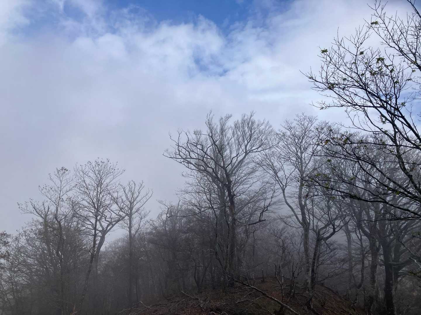 小川岳 往復コースの写真