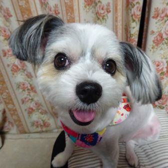 しんちゃん