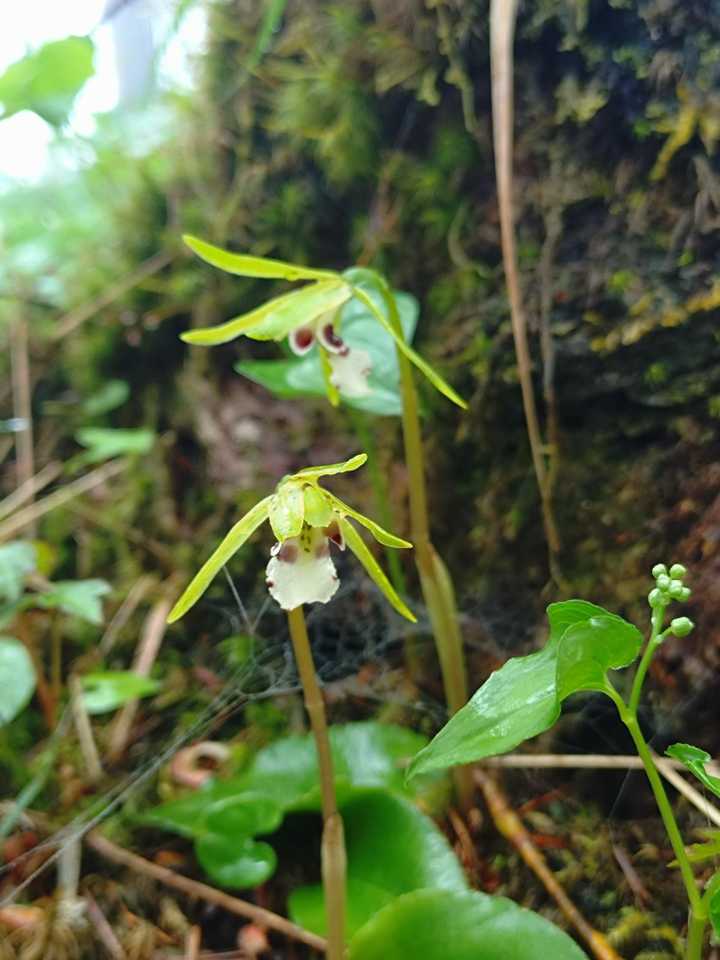 植物図鑑〜イチョウラン ラン科イチョウ / EIGERさんのモーメント