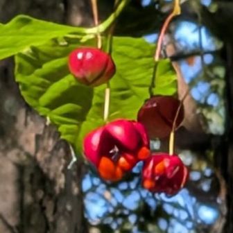 開花してるのもいいけど
開花前の🔴まん丸もかわいい💕