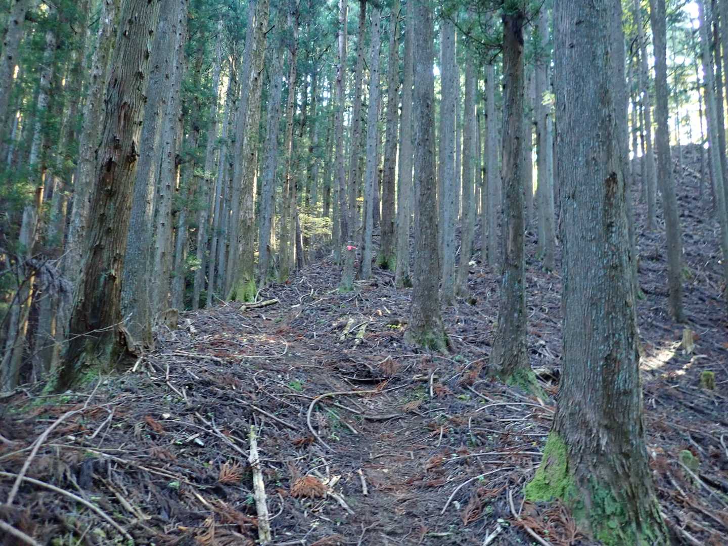やや急な杉林を進みます。