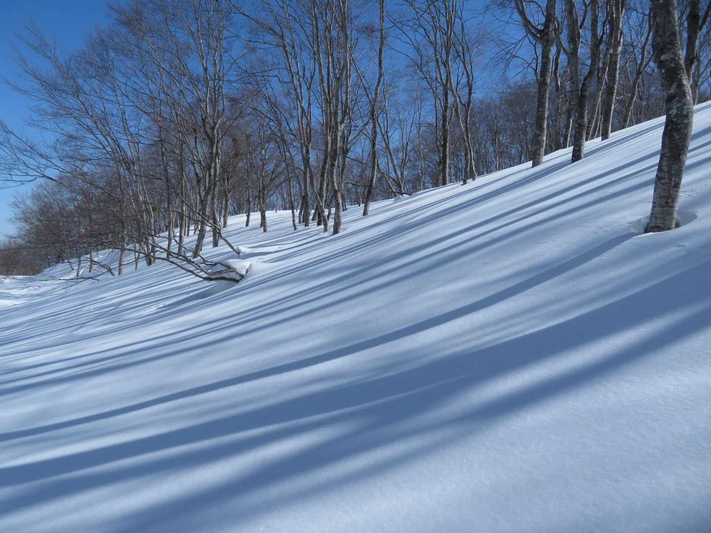 今日もゼブラ🦓を撮る✨