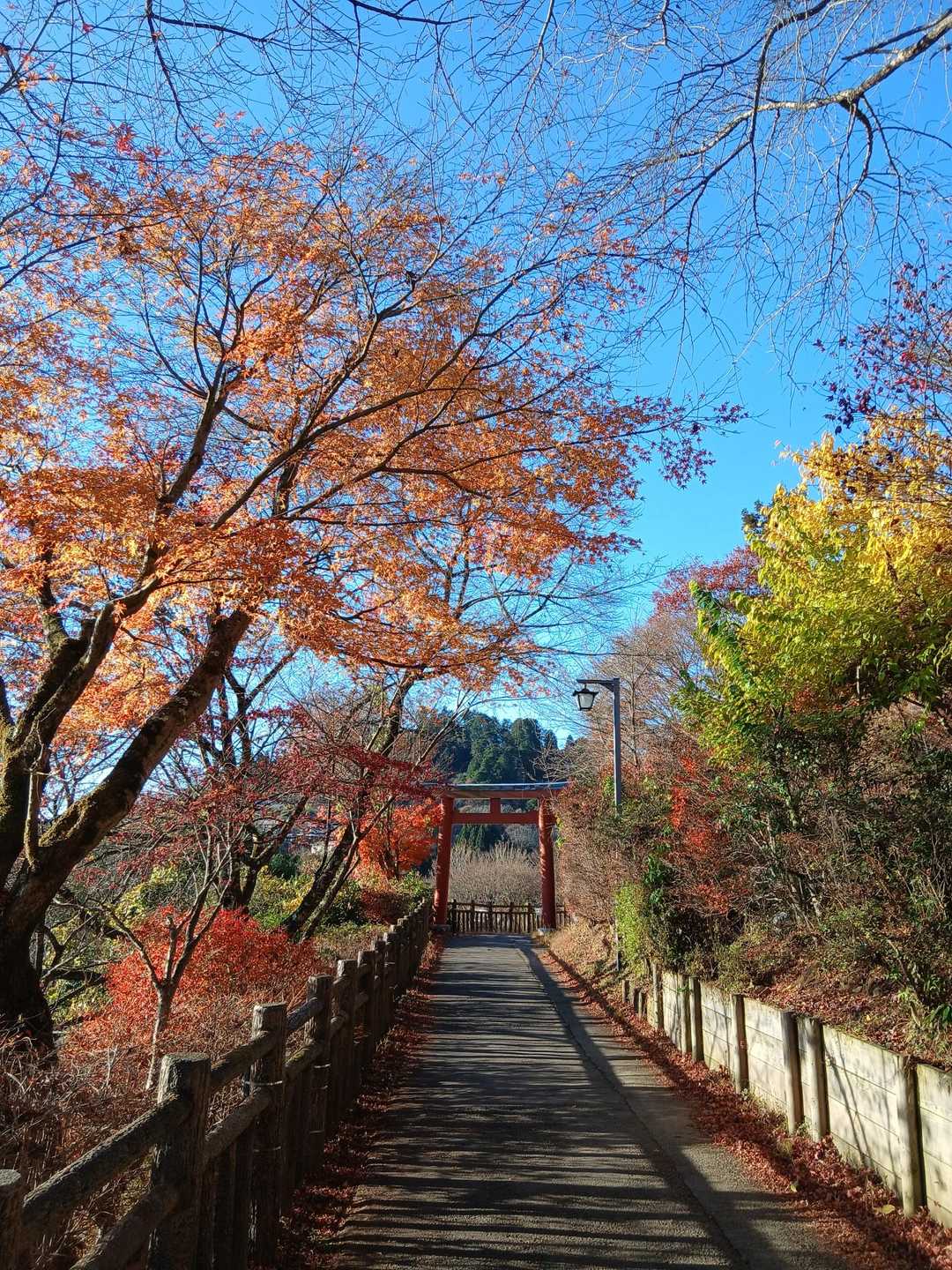 綺麗🍁