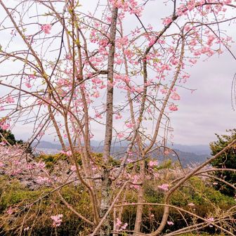 しだれ桜🌸はまだ蕾がありもうちょい楽しめそ🥳
