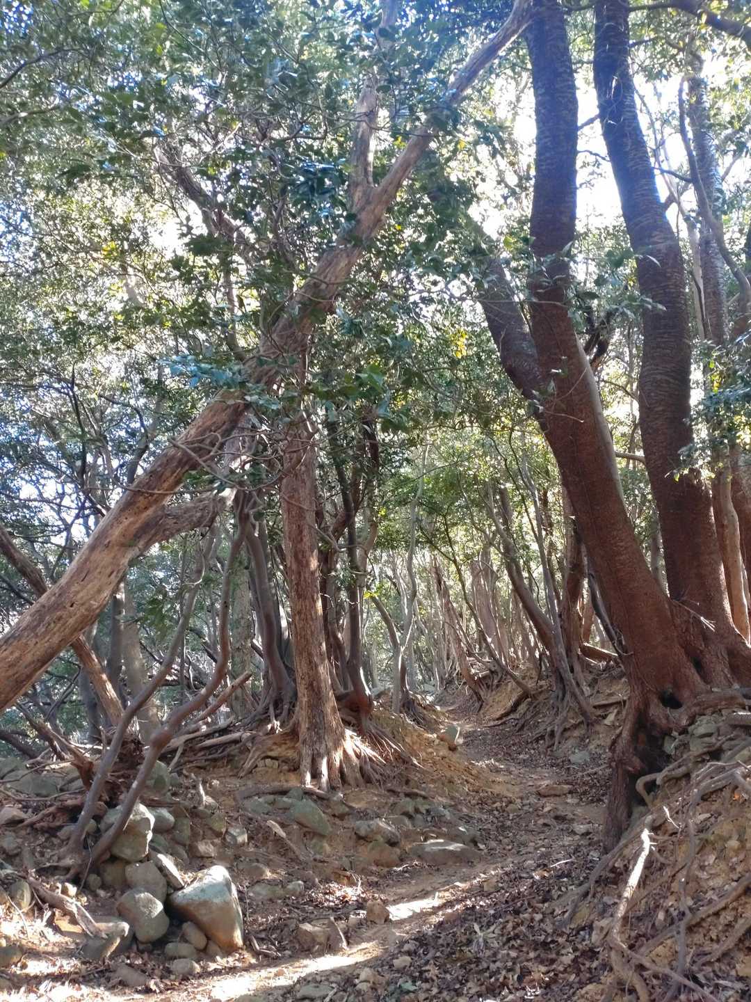 雲見〜千貫門〜高通山〜石部の棚田 周遊コースの写真