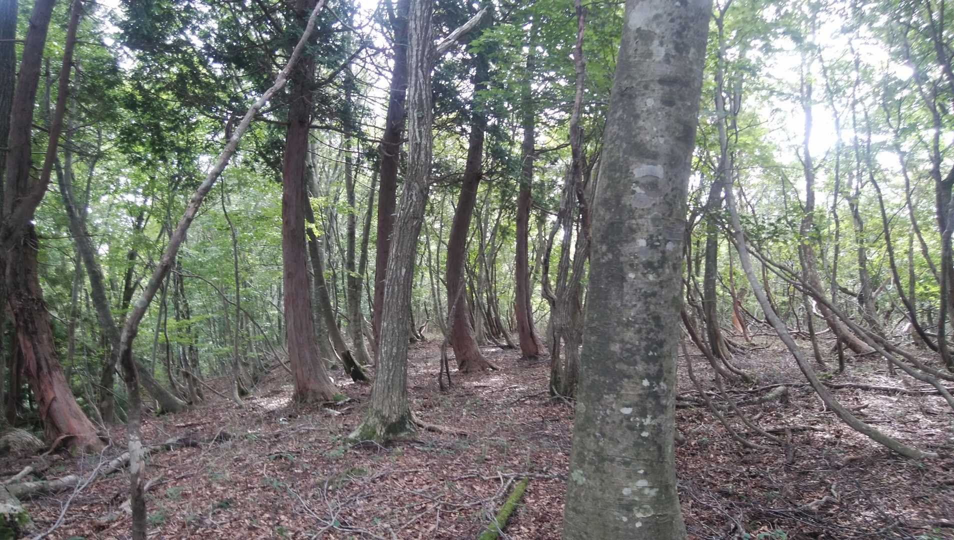 ただ、尾根ずたいに行ければ扇ノ山へ繋がるはず