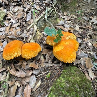 変なキノコ多い🍄‍🟫