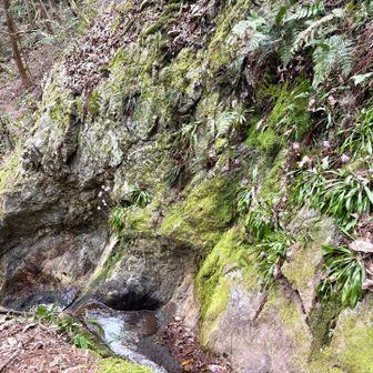 この辺り好きだなぁ😊
ショウジョウバカマ満開でした！