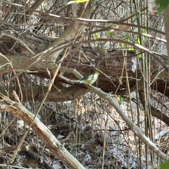 可愛い鳥と思って調べたら、外来種なんですね。　ソウシチョウ