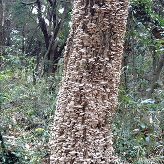 素晴らしい🍄‍🟫が生い茂ってます。