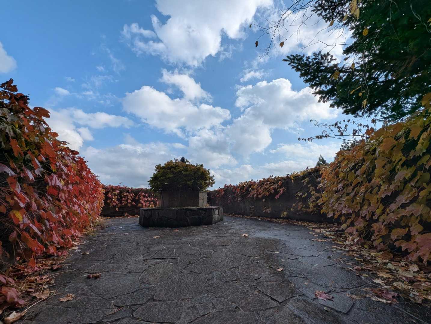 展望台のようになってます。
蔦が紅葉していてキレイ🍁