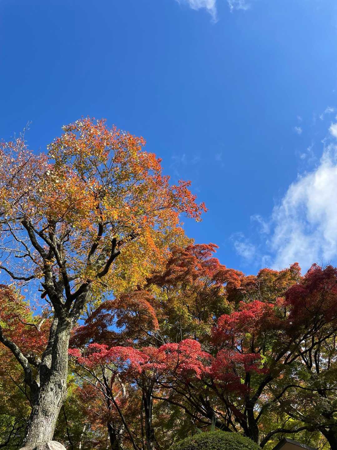 山行をお休みしている間に、山は色づいていました🍁

始まりはいつもドキドキ💓