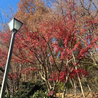 まだ紅葉してます