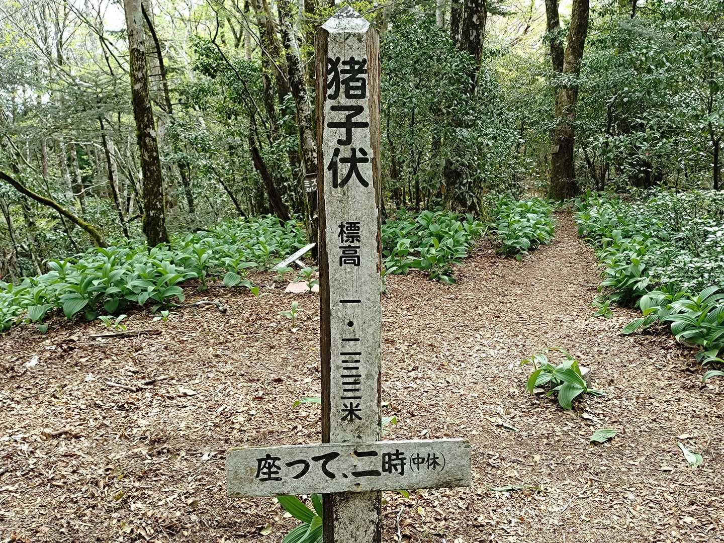 すぐに最初の▲
猪子伏1233㍍