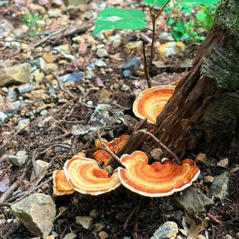 こちらはキノコらしい🍄‍🟫