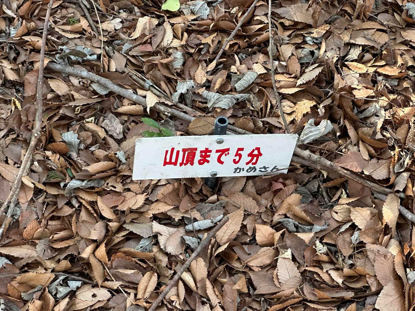 はい！あと5分🐢