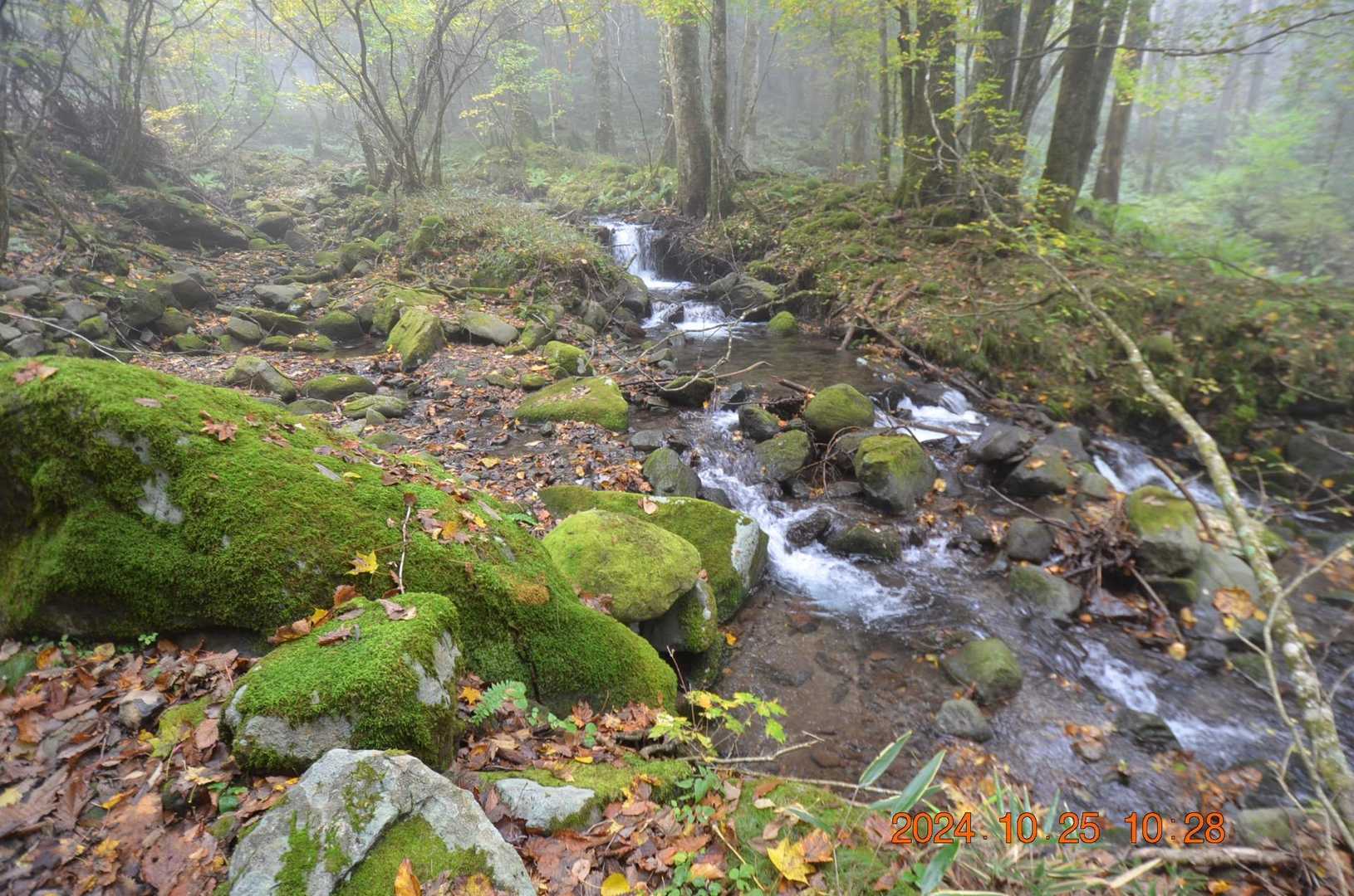 静かな森の中を登ります