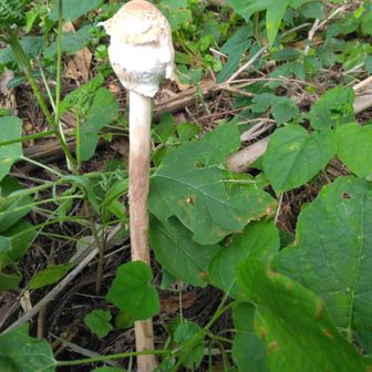 こんな背の高い🍄💀は初。