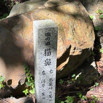 猫鼻