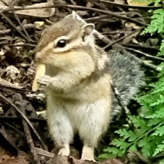 それでも合わない😭💦
ずっとピント合わない
立ってるよ🐿<
