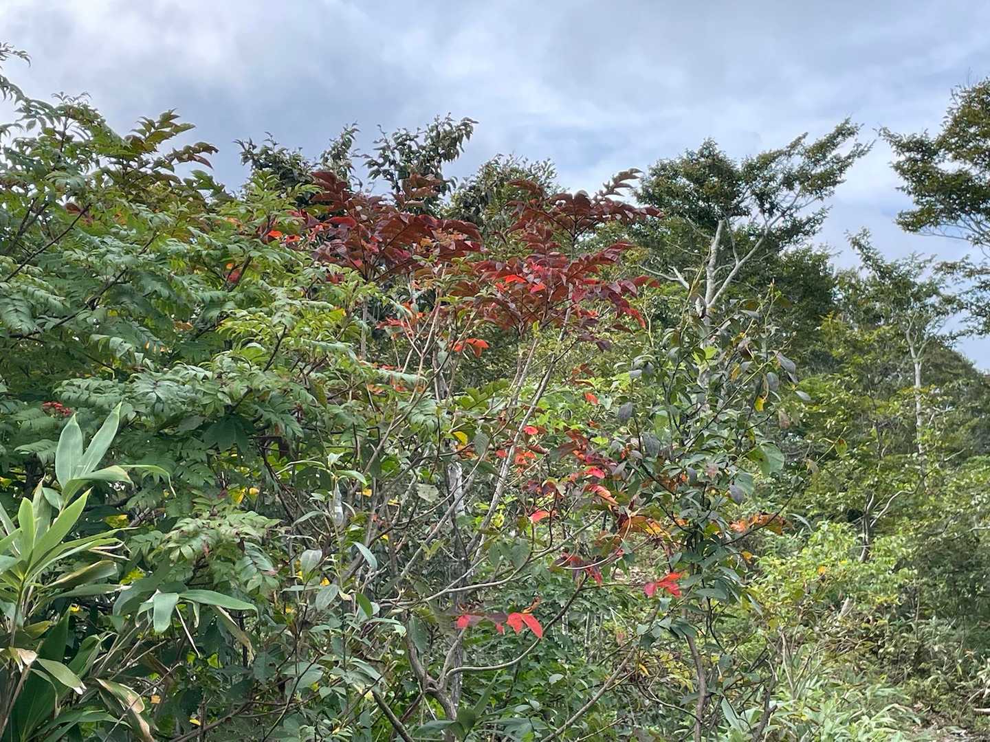 色付いてます🍁