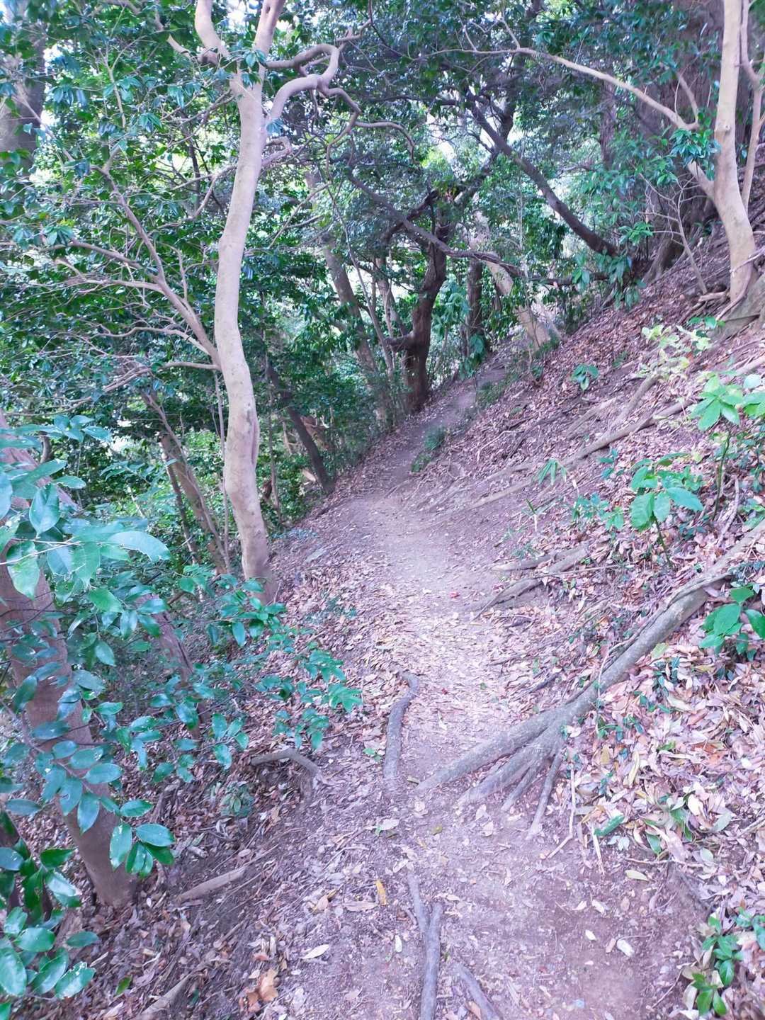 山頂下の細トラバース道。少し斜めっています