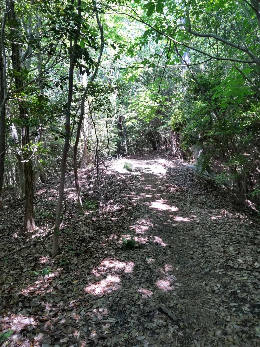 自然遺産の森    🚾等の建物右側から   登山口  左回りで薬師前山へ