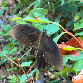 傷ついたクロアゲハ🦋　
ふらふら飛びながらも必死に生きてる🤨ｶﾞﾝﾊﾞﾚ❗️