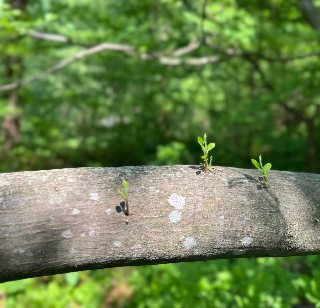 🌱🌱🌱いろいろありがとー