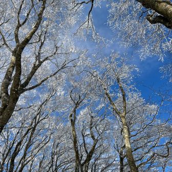 でも、風が強いので樹氷はパラパラ落ちて来てます
時折り雪バクダンが痛いです😓