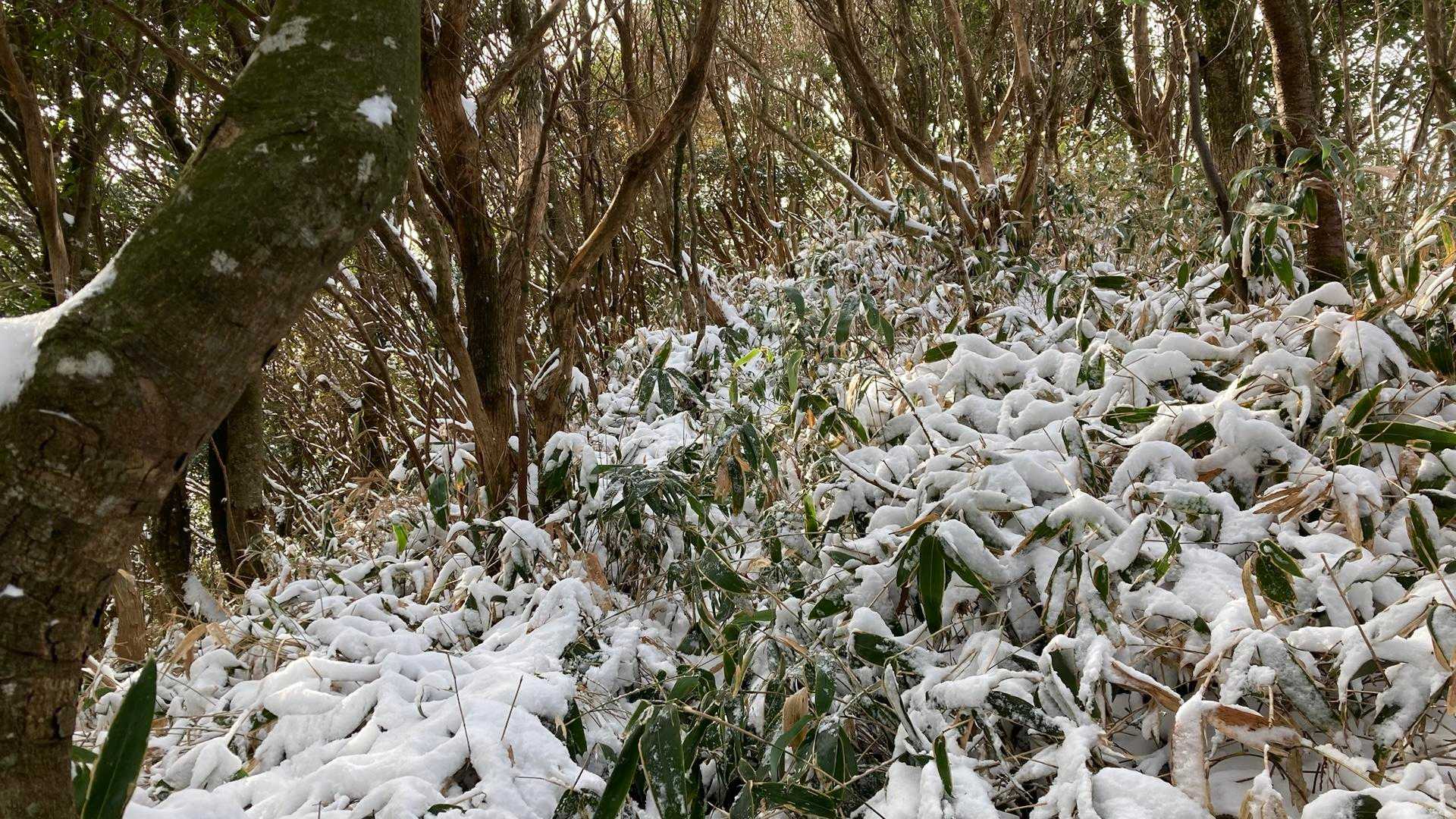 途中から雪満載の藪漕ぎも❗️🤣
ゲイターも忘れて…膝下が冷たい🧊😂