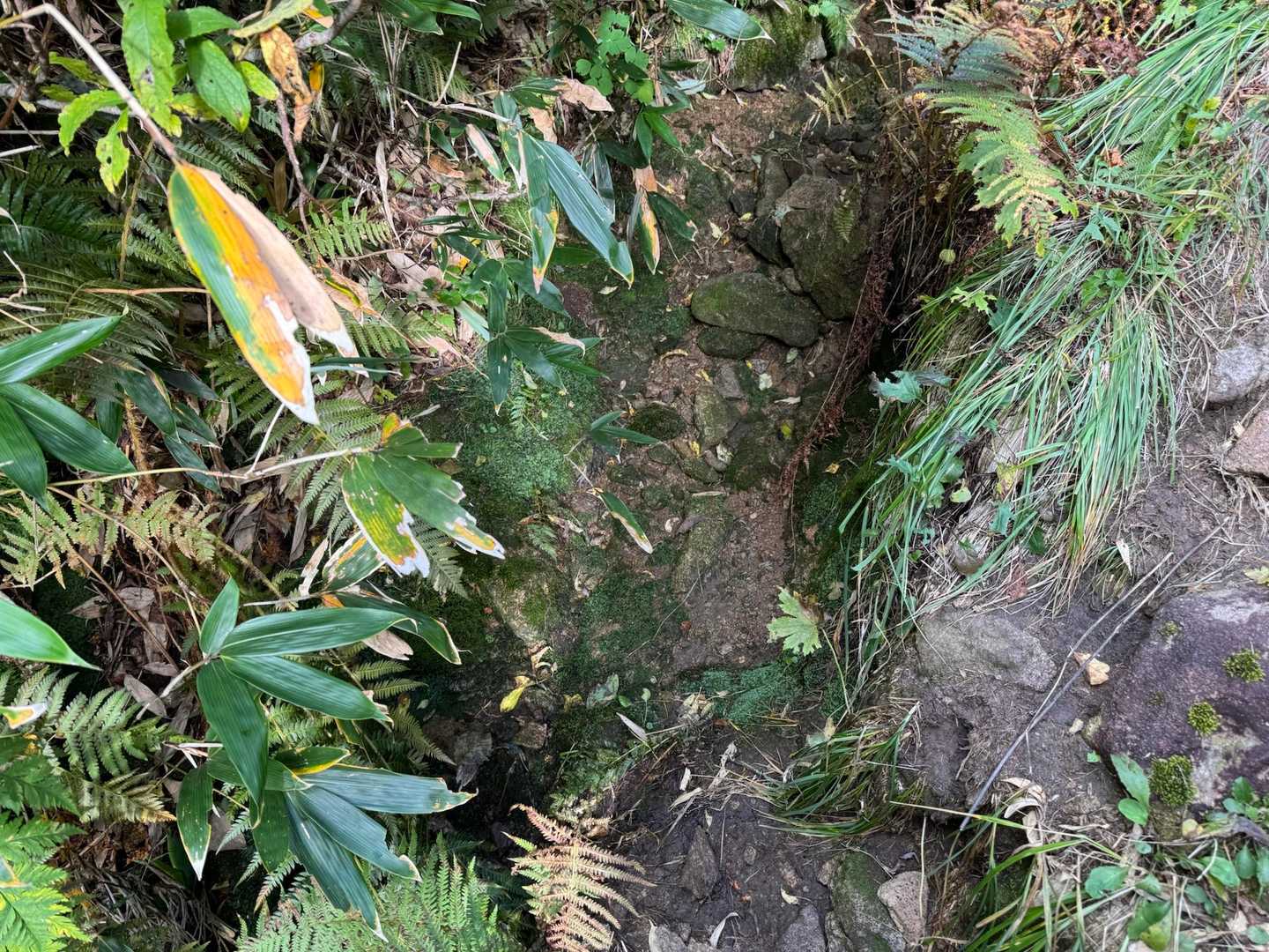 水場(荒沢〜兎間)

枯れてました。