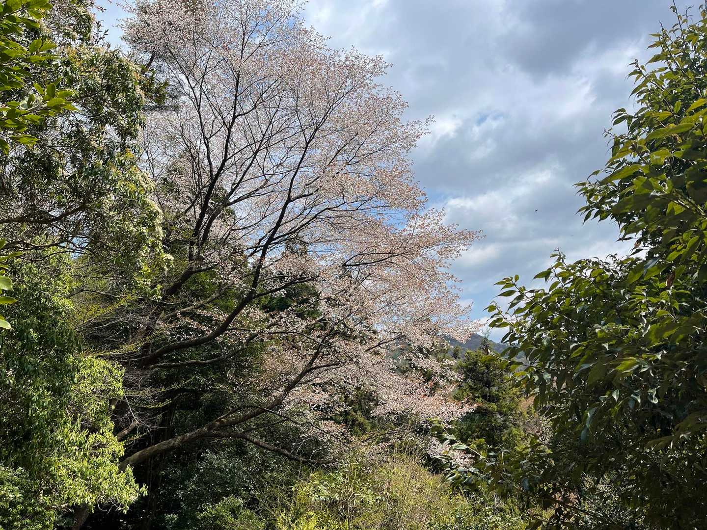 山桜も終盤