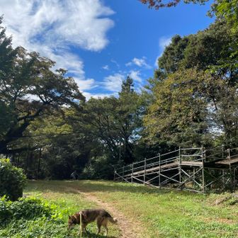 紅葉は、まだ先のようです。