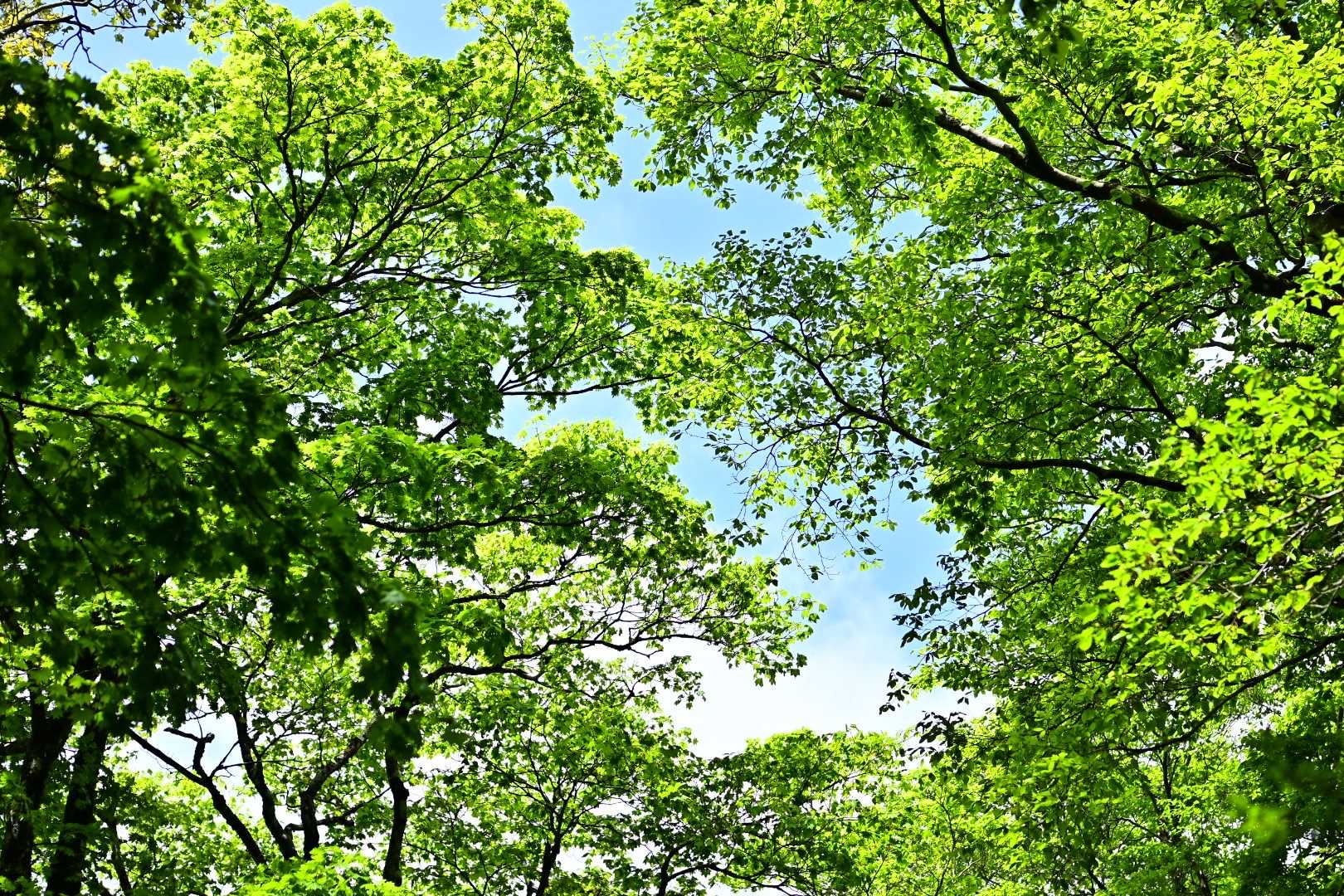 青空に新緑✨✨
心が軽やかになるね⭐︎