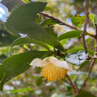 登山口近くには、茶の木がたくさん
植えられたものが増えたのかな？
あんまり虫にやられてなかった！

私の夢は、茶の木を育てて、お茶作りすること
…虫対策が難しいらしい