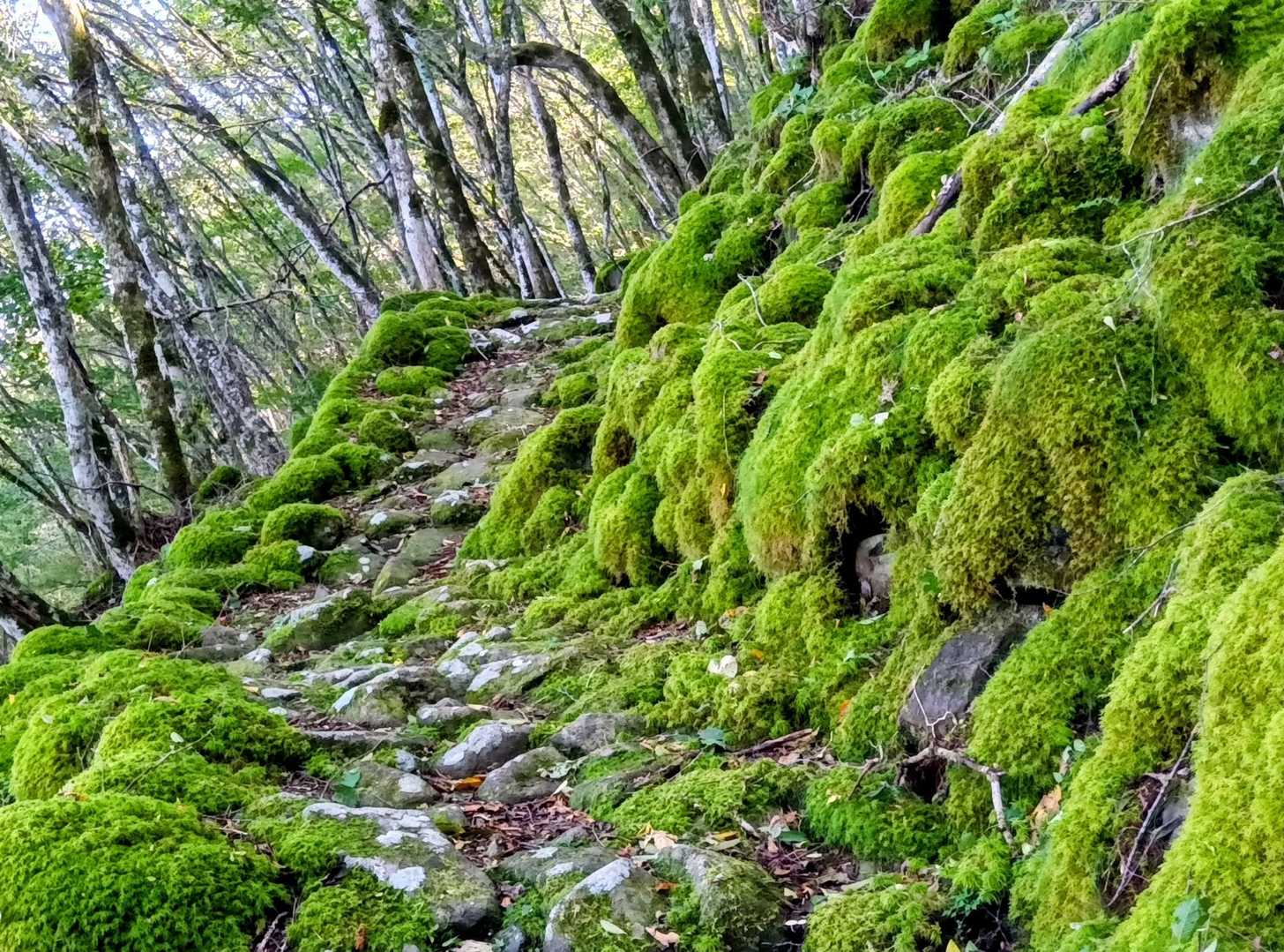 美しい苔📷