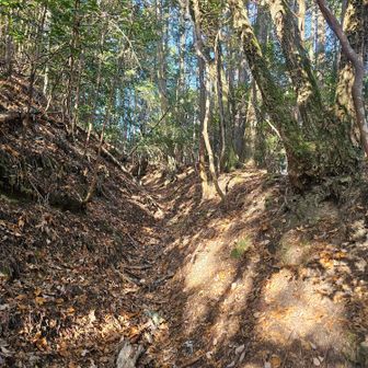 曽爾古道を進みます。古道らしく、トレンチ状にえぐれています。