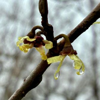 マンサクのようこそ嬉し涙💧